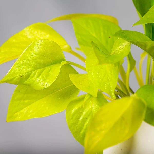 Garden Goods Direct Neon Pothos House Plants 2 Garden Goods Direct Neon Pothos House Plants