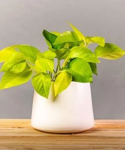 Garden Goods Direct Neon Pothos House Plants