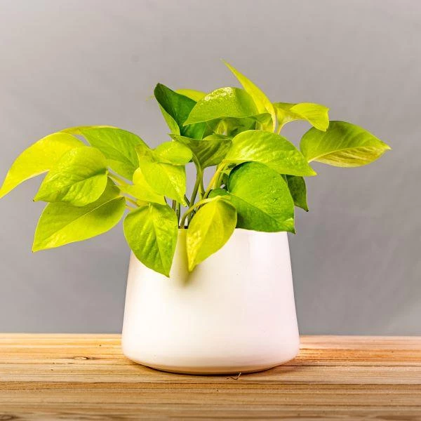 Garden Goods Direct Neon Pothos House Plants 1 Garden Goods Direct Neon Pothos House Plants