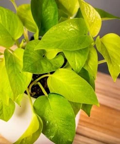 Garden Goods Direct Neon Pothos House Plants 6 Garden Goods Direct Neon Pothos House Plants