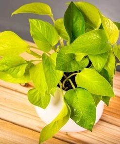 Garden Goods Direct Neon Pothos House Plants 7 Garden Goods Direct Neon Pothos House Plants