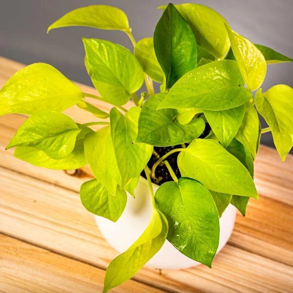 Garden Goods Direct Neon Pothos House Plants 4 Garden Goods Direct Neon Pothos House Plants