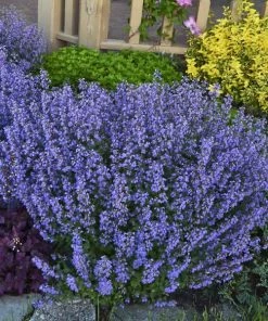 Garden Goods Direct Purrsian Blue Catmint Perennials