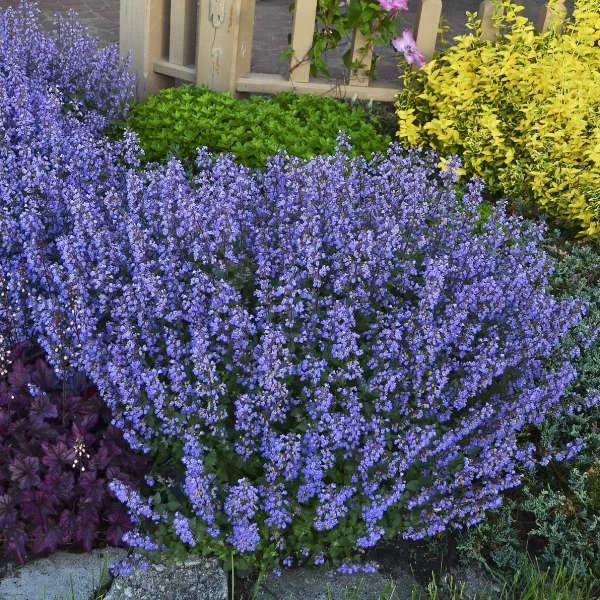 Garden Goods Direct Purrsian Blue Catmint Perennials 1 Garden Goods Direct Purrsian Blue Catmint Perennials