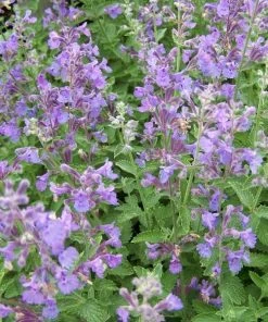 Garden Goods Direct Walkers Low Catmint 6 Garden Goods Direct Walkers Low Catmint