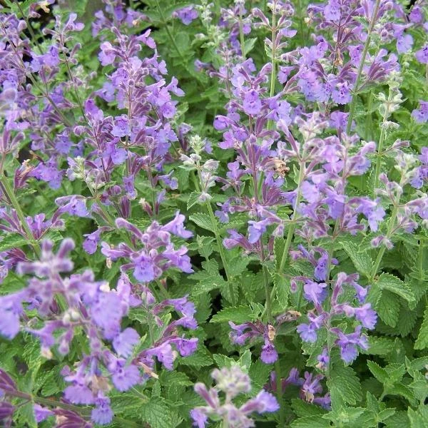 Garden Goods Direct Walkers Low Catmint 3 Garden Goods Direct Walkers Low Catmint