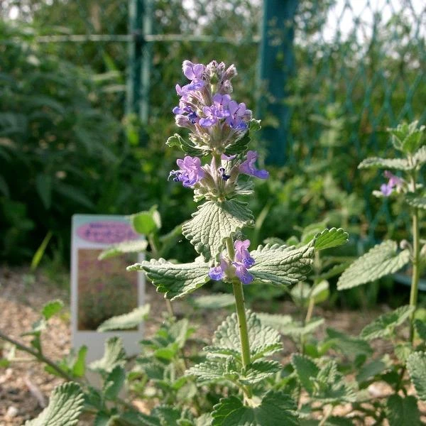 Garden Goods Direct Purrsian Blue Catmint Perennials 3 Garden Goods Direct Purrsian Blue Catmint Perennials