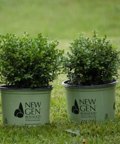 Garden Goods Direct NewGen Independence Boxwood Shrubs