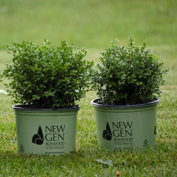 Garden Goods Direct NewGen Independence Boxwood Shrubs 2 Garden Goods Direct NewGen Independence Boxwood Shrubs