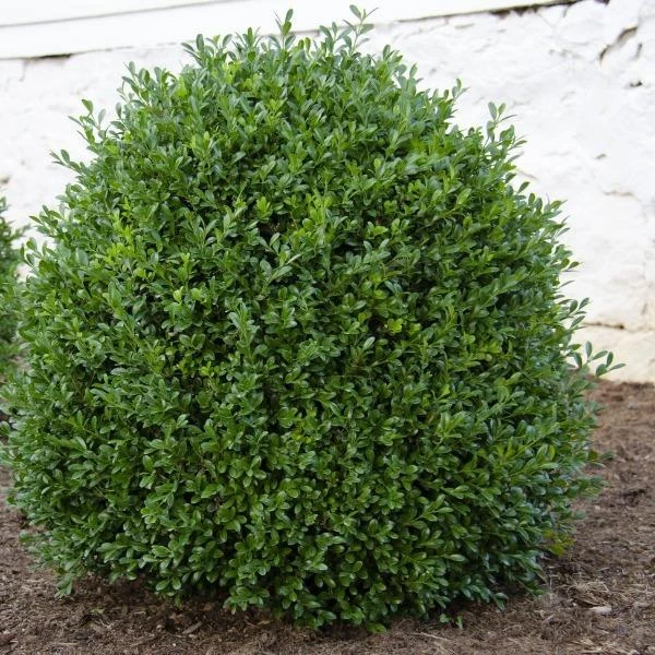 Garden Goods Direct NewGen Independence Boxwood Shrubs 1 Garden Goods Direct NewGen Independence Boxwood Shrubs