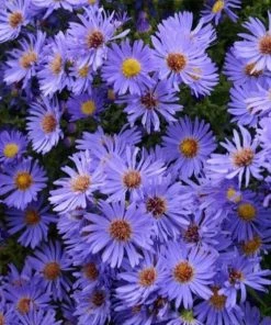 Garden Goods Direct Aster Woods Blue Perennials