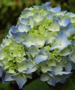 Garden Goods Direct Nikko Blue Hydrangea Shrubs