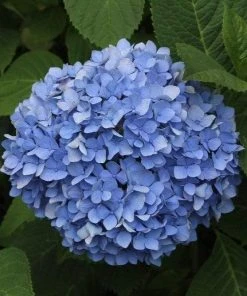 Garden Goods Direct Nikko Blue Hydrangea Shrubs