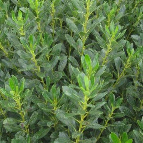 Garden Goods Direct Nordic Inkberry Holly Shrubs 4 Garden Goods Direct Nordic Inkberry Holly Shrubs