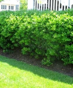 Garden Goods Direct Nordic Inkberry Holly Shrubs