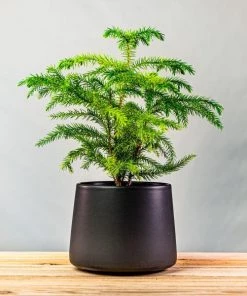 Garden Goods Direct Norfolk Island Pine
