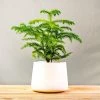 Garden Goods Direct Norfolk Island Pine