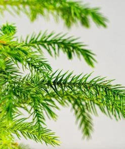 Garden Goods Direct Norfolk Island Pine