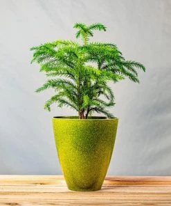 Garden Goods Direct Norfolk Island Pine