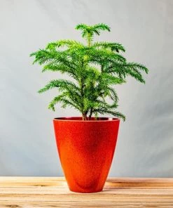 Garden Goods Direct Norfolk Island Pine