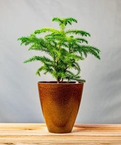 Garden Goods Direct Norfolk Island Pine