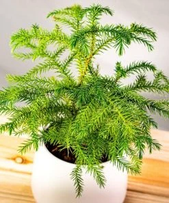 Garden Goods Direct Norfolk Island Pine