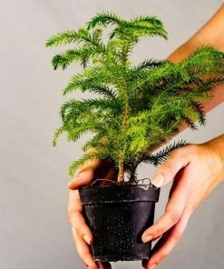 Garden Goods Direct Norfolk Island Pine