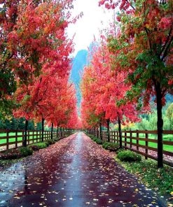 Garden Goods Direct Summer Red Maple Trees