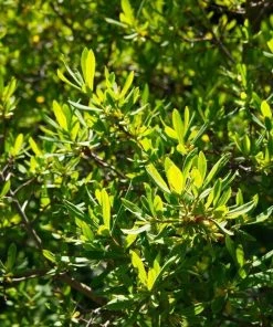 Garden Goods Direct Shrubs Northern Bayberry