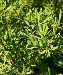 Garden Goods Direct Shrubs Northern Bayberry