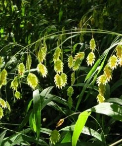 Garden Goods Direct Chasmanthium Latifolium Perennials