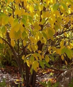 Garden Goods Direct Spicebush Shrubs