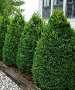 Garden Goods Direct Shrubs Pyramidal Boxwood