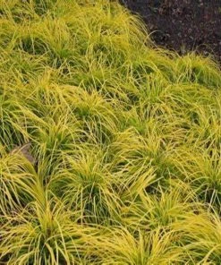 Garden Goods Direct Carex Everillo Perennials
