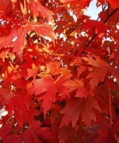 Garden Goods Direct Trees Autumn Flame Maple