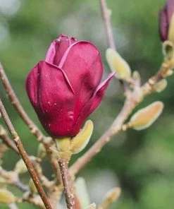 Garden Goods Direct Magnolia Tinker Belle 5 Garden Goods Direct Magnolia Tinker Belle