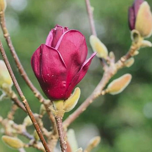 Garden Goods Direct Magnolia Tinker Belle 3 Garden Goods Direct Magnolia Tinker Belle