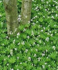 Garden Goods Direct Sweet Woodruff Perennials