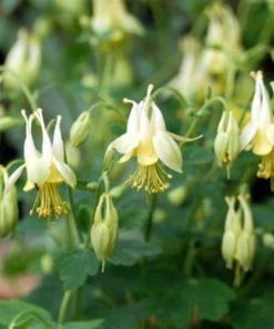 Garden Goods Direct Aquilegia Corbett