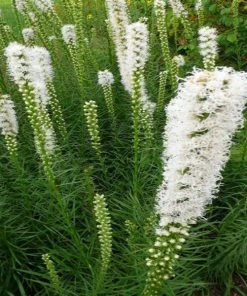Garden Goods Direct White Liatris