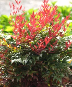 Garden Goods Direct Obsession™ Nandina