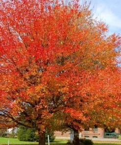 Garden Goods Direct October Glory Maple