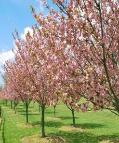 Garden Goods Direct Okame Cherry Tree Trees