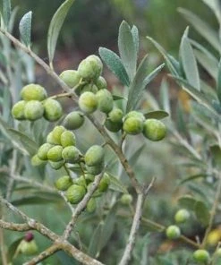 Garden Goods Direct Fruit & Nut Arbequina Olive Tree