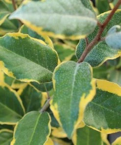 Garden Goods Direct Olive Martini™ Elaeagnus