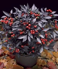 Garden Goods Direct Onyx Red Ornamental Pepper Annuals