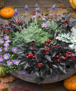 Garden Goods Direct Onyx Red Ornamental Pepper Annuals