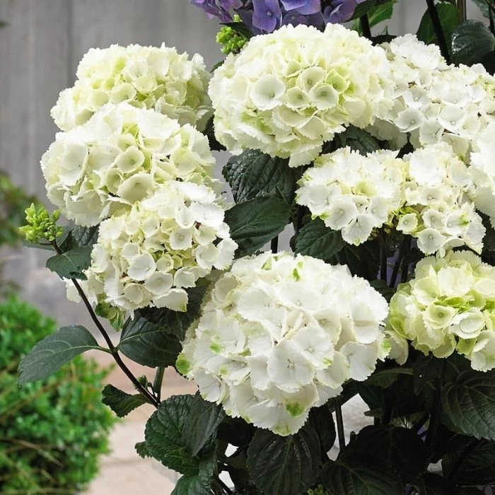 Garden Goods Direct Shrubs Onyx Zebra Hydrangea 4 Garden Goods Direct Shrubs Onyx Zebra Hydrangea