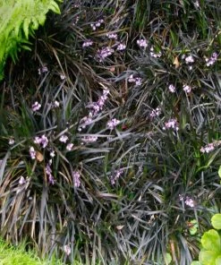 Garden Goods Direct Perennials Black Mondo Grass