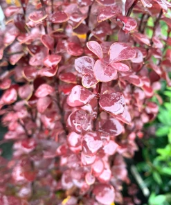 Garden Goods Direct Orange Rocket Barberry